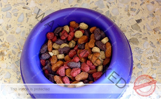 🔵 Low Carb Dog food, High-Protein: A Guide to Dog Nutrition.