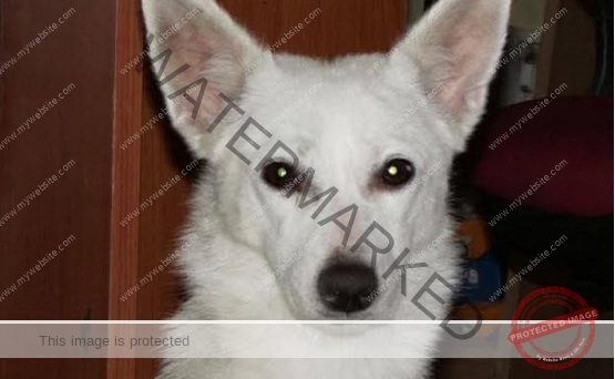 A Female Spitz Dog Found in Ghaziabad