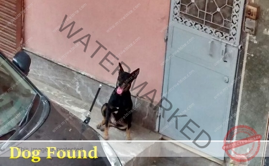 A Doberman Dog Found in New Delhi