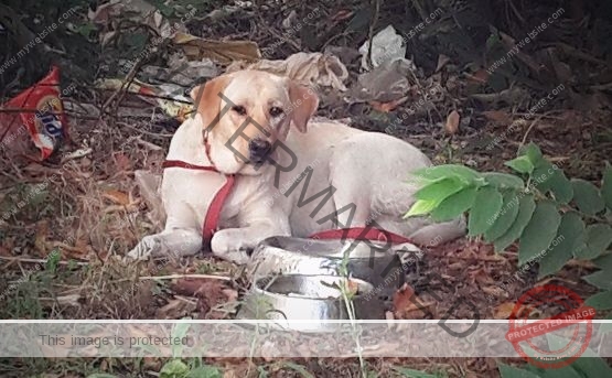 🟡 A Labrador Dog Found in Bangalore