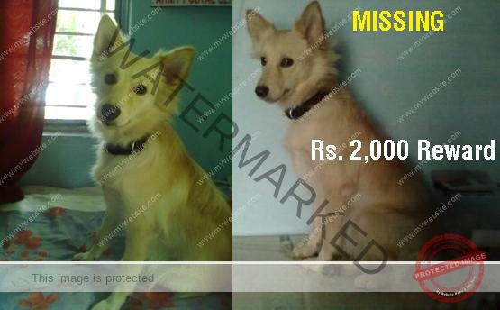 Snowpy, A Pomeranian is Missing in Bangalore