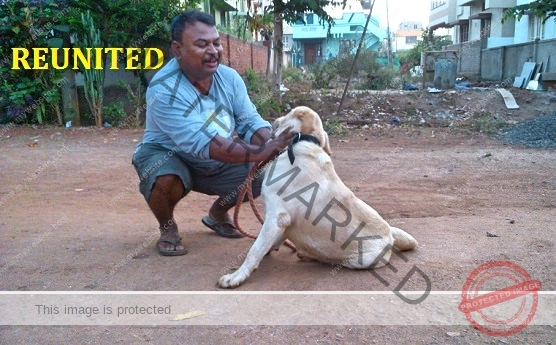 🟢 Dog Rescued in Dharwad Reunited With Family