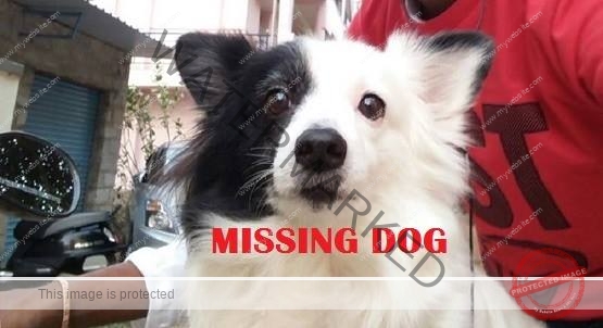 🔴 A Female Pomeranian Dog "Snoopy" Missing in Bangalore