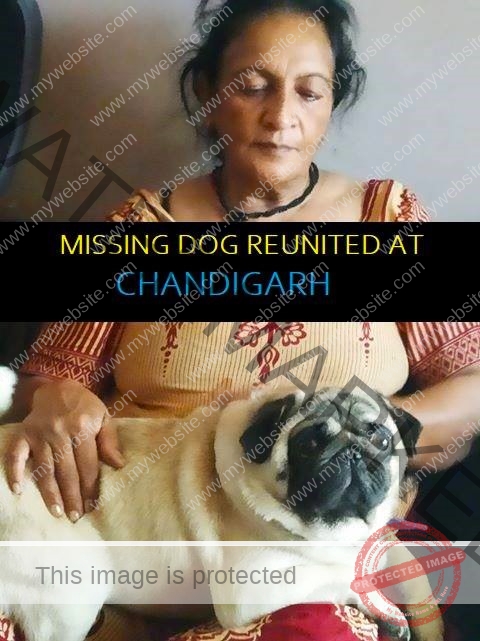 🟢 Basco, a missing Pug dog reunited in Chandigarh.
