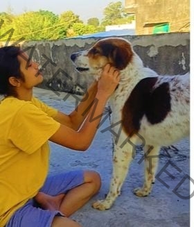 🟢 Jimmy, a missing Indian dog reunited with family in Indore