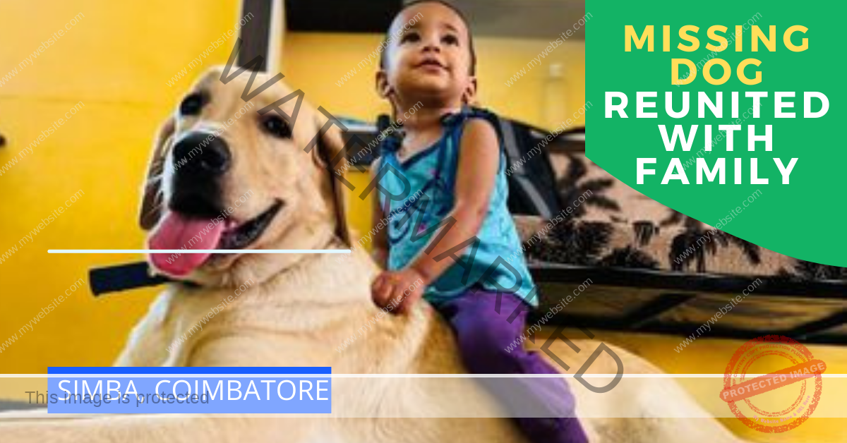 🟢 Simba, missing Labrador dog reunited in Coimbatore