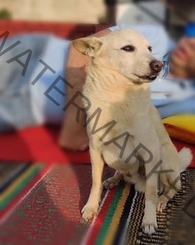 🟢 Noddy, a mixed breed missing dog reunited in Ludhiana.