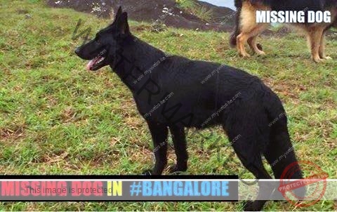 🔴 A Black German Shepherd Dog "Flash" Missing in Bangalore