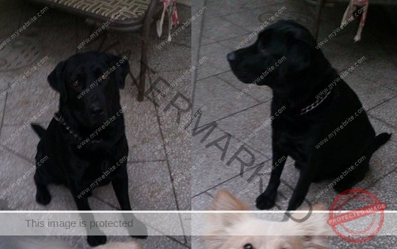 A Black Male Labrador Dog "Pepper" Missing in Ludhiana