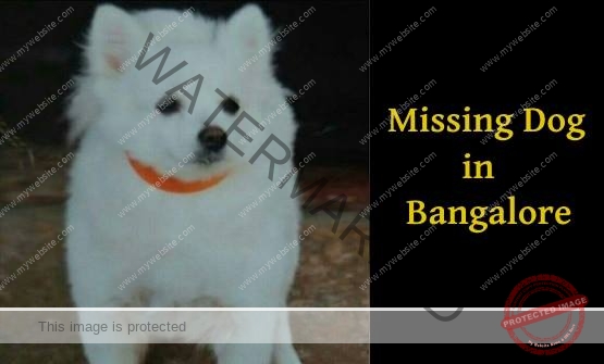 🔴 A Female Pomeranian Dog Snoopy Missing in Bangalore