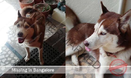 🔴 A Female Siberian Husky Dog "Candy" Missing in Bangalore