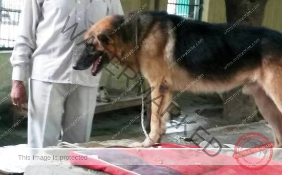 A German Shepherd Dog Found in NOIDA