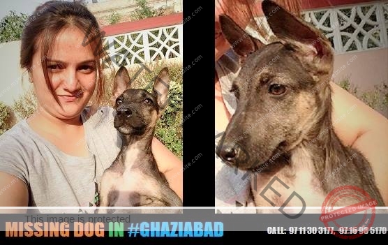 A German Shepherd Dog "Ronnie" Missing in Ghaziabad