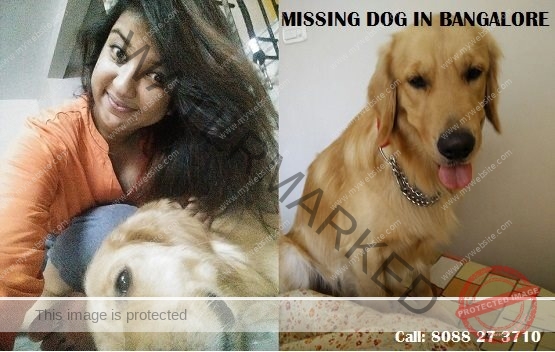 🔴 A Golden Retriever Dog Soufflé Abducted in Bangalore