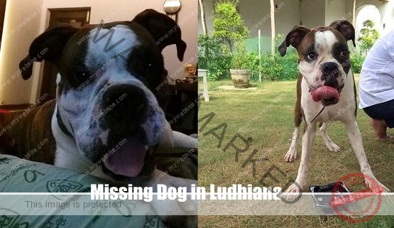 A Male Boxer Dog "Nasser" Missing in Ludhiana