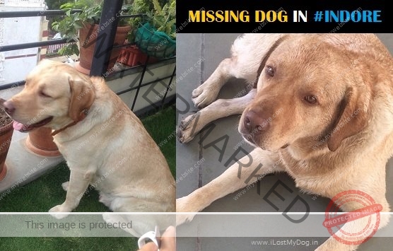 A Male Labrador Dog "Buddy" Missing in Indore
