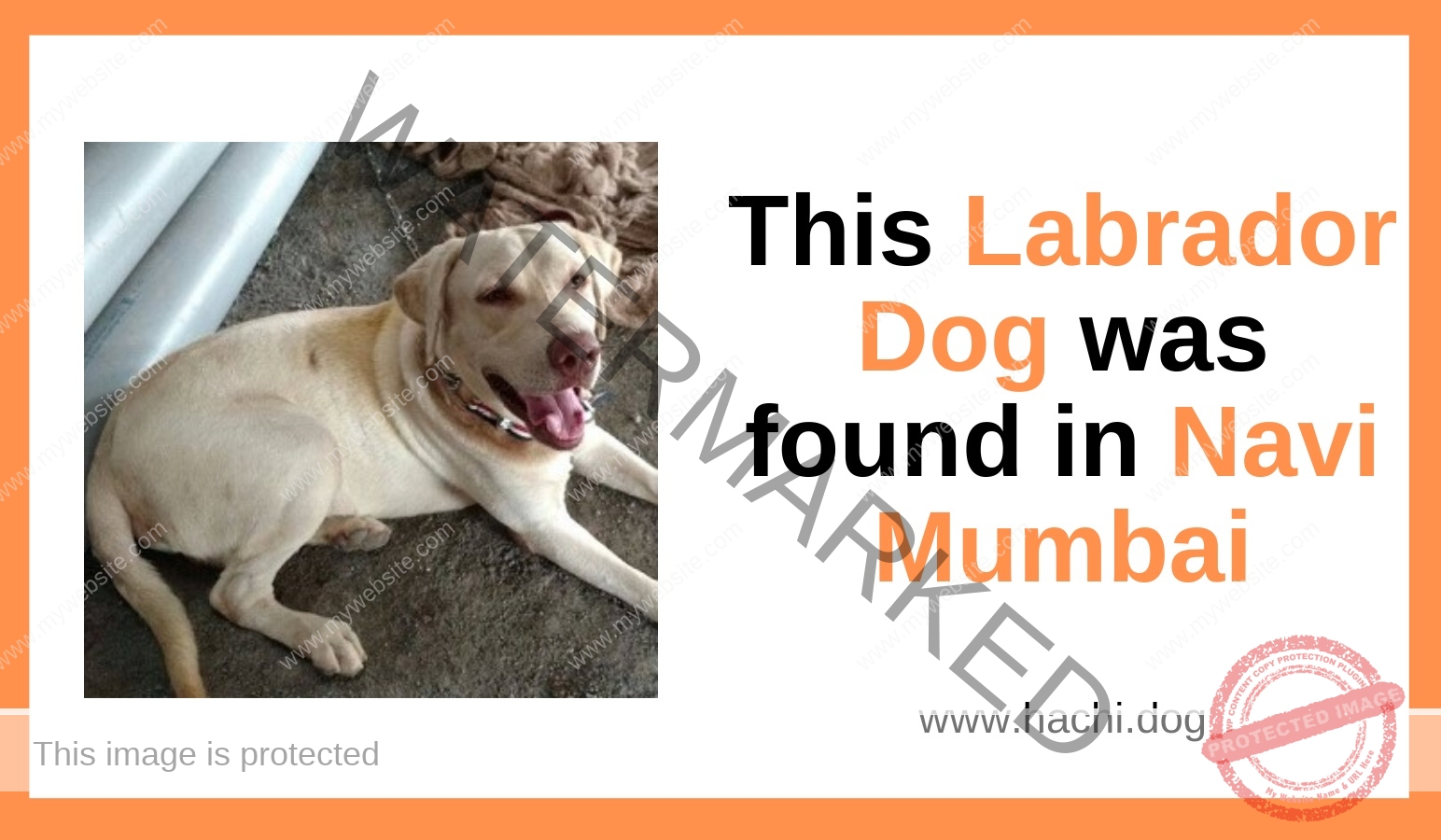 A Male Labrador Dog Found in Navi Mumbai