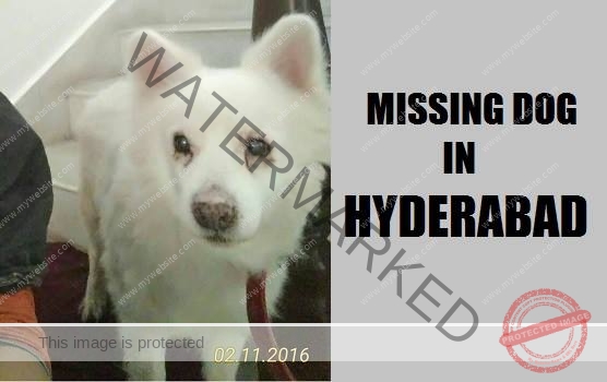 🔴 A Male Pomeranian Dog "Garson" Missing in Hyderabad