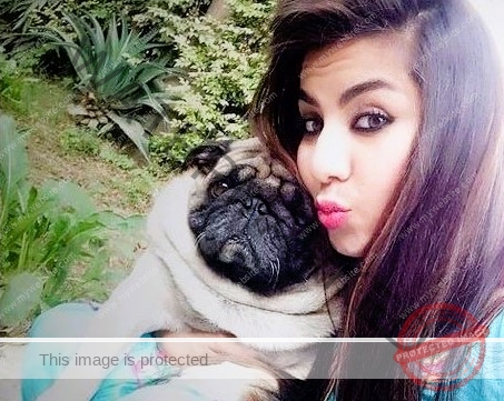 A Male Pug Dog "Guggu" Missing in Mohali