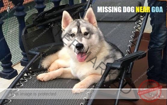 A Male Siberian Husky Dog "Buffy" Missing Near Panji, Goa
