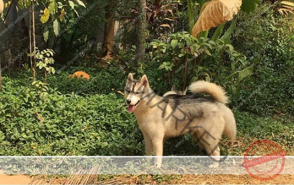 A Male Siberian Husky Dog "Buffy" Missing Near Panji, Goa