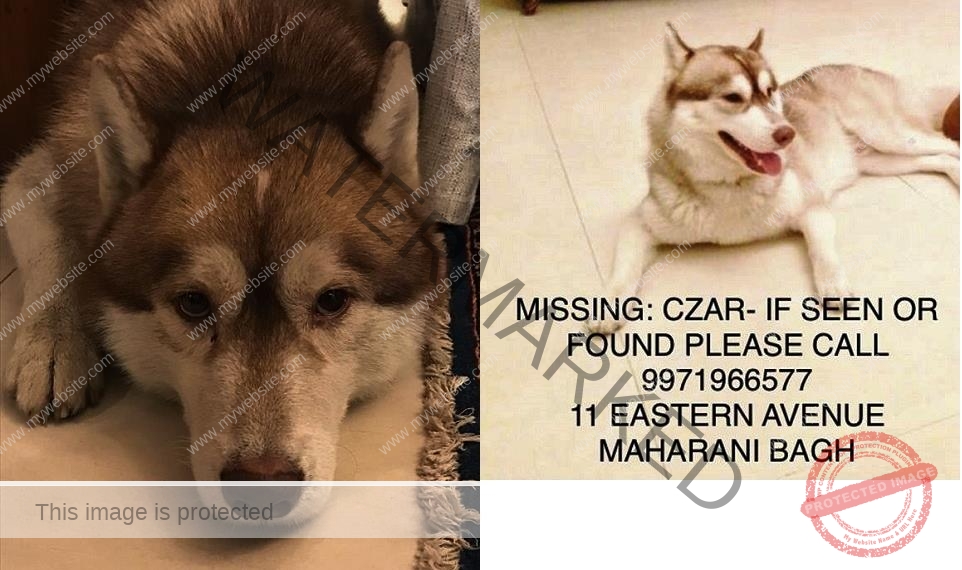 A Male Siberian Husky Dog "Czar" Missing in New Delhi