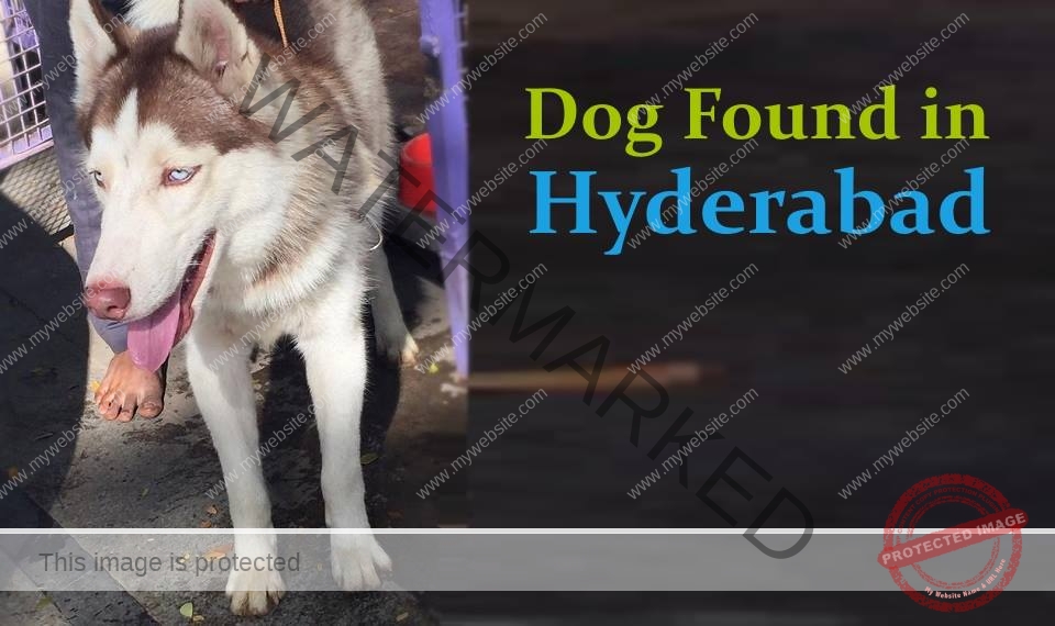 A Male Siberian Husky Dog Found in Hyderabad
