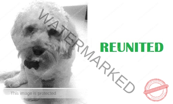 🟢 An Abducted Maltese-Poodle Mix Dog "Teddy" Reunited.