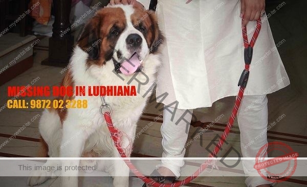 A male St. Bernard dog “Sniffy” missing in Ludhiana.