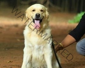 🟢 Archy, Missing Golden Labrador dog reunited in Bangalore