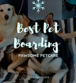 Best Pet Boarding at Greater Noida