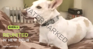 🟢 Bheblu, Missing dog reunited with family in New Delhi