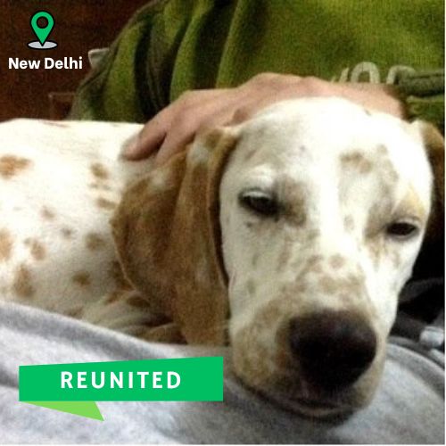 Female Dalmatian dog Sharry reunited in New Delhi