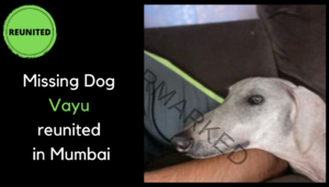 🟢 Vayu, a missing Carvan hound dog reunited with family in Navi Mumbai.