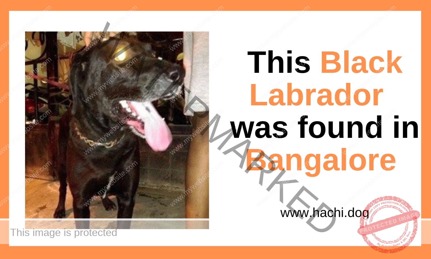 A Male Black Labrador Dog Found in Bangalore