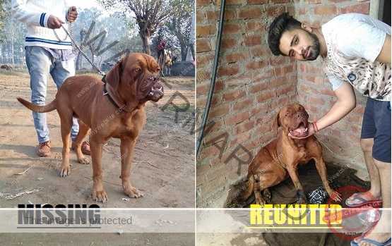 🟢 Abducted French Mastiff Dog "Bojjo" Reunited in Patiala