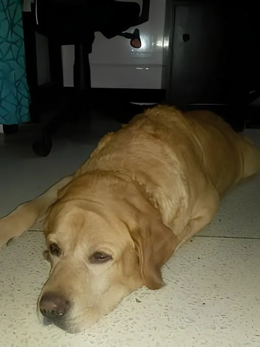 🟢 Boogie, A Missing Dog Reunited in New Delhi