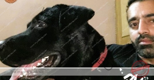 🟢 Missing Labrador "Boss" Reunited in Chandigarh
