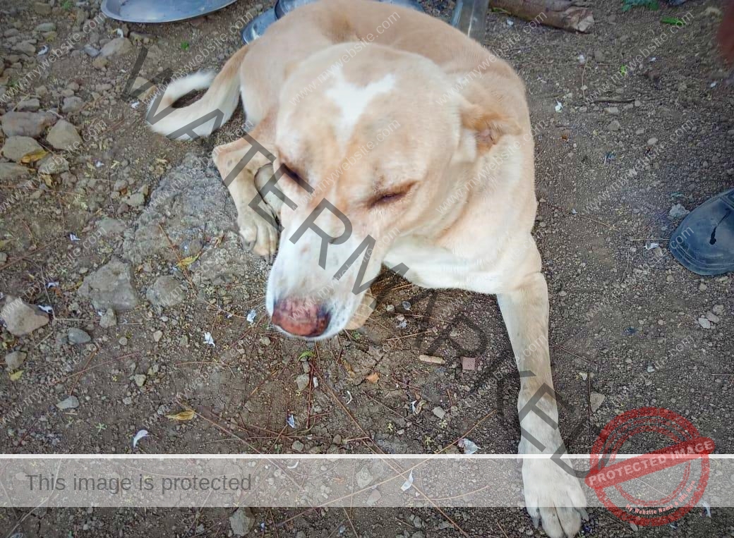 🟢 Boxy, missing desi dog reunited in Mumbai