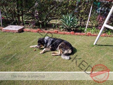 Bruno, a mixed breed dog missing in Ludhiana