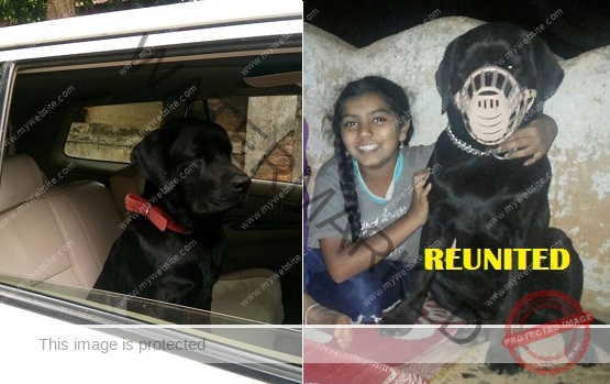 🟢 Missing Labrador Dog "Bruno" Reunited in Dharwad.