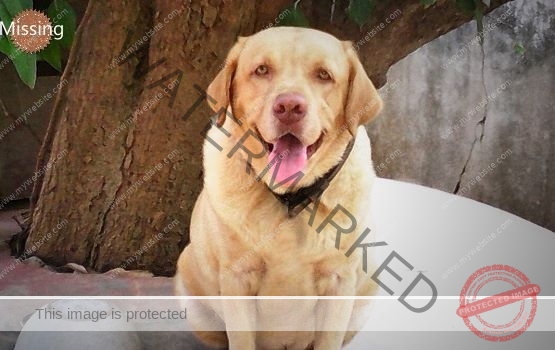 Missing Dog Brute reunited in Palakkad