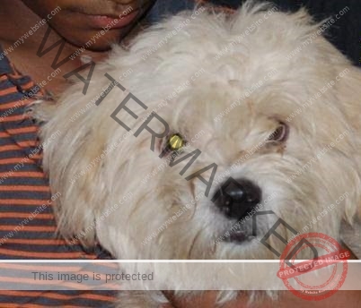 🟢 Abducted Dog Bubble Reunited With Family in Bangalore