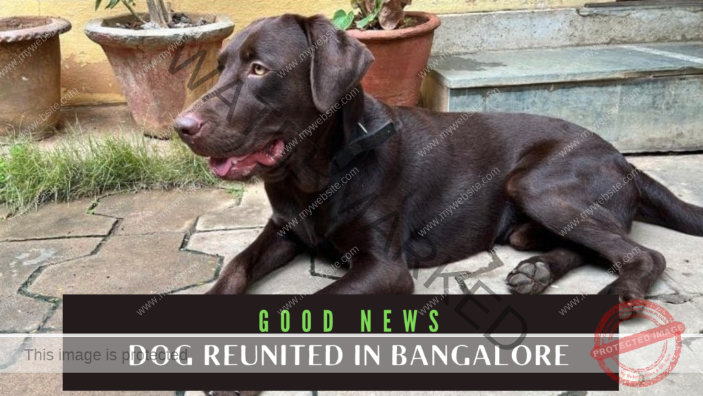 🟢 Coco, Missing male Labrador dog reunited in Bangalore