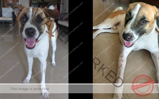 Casper, An Indian male dog missing in Chennai