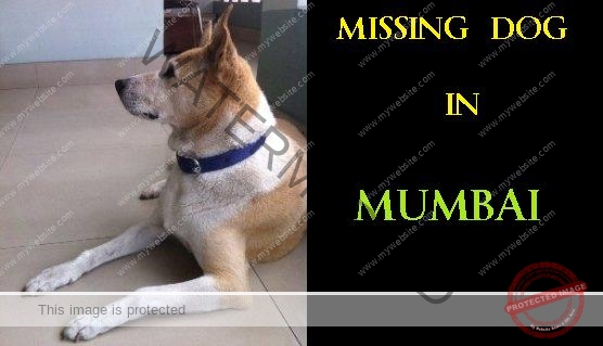 Cassini, A Male Dog Missing in Mumbai
