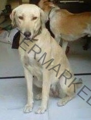 Chhoti_Indian-dog-reunited-with-family