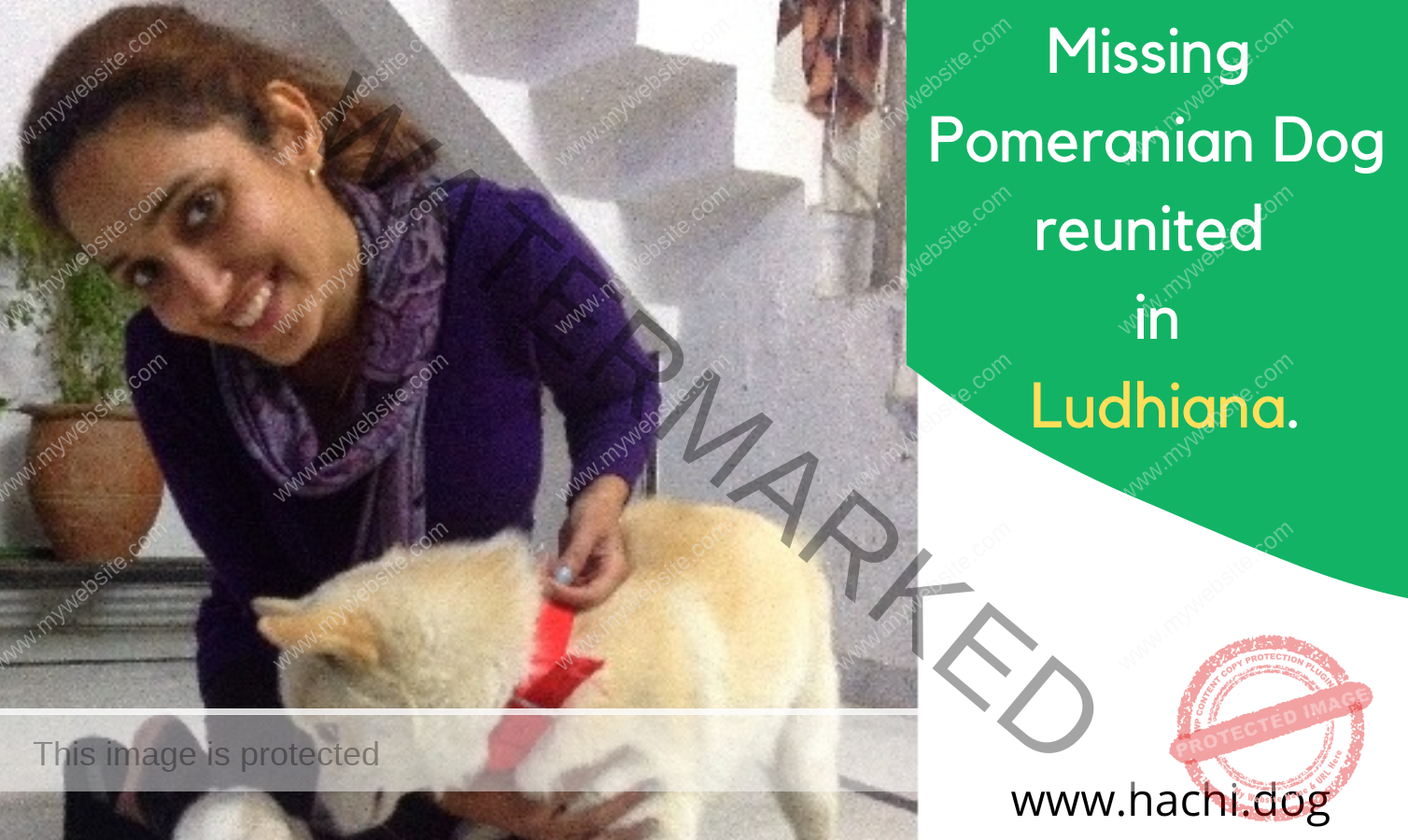 🟢 Chinu, A Missing Dog Reunited After 1 day in Ludhiana