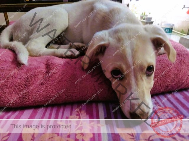 🟢 Coco, a missing Labrador mixed pup reunited in New Delhi