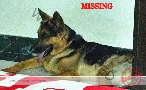 🟢 Dane, A Missing German Shepherd Reunited In Gurgaon.